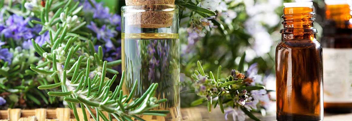 Rosemary Oil - Origin, Uses, Health advantage,and Components